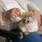 pets info Profile Picture