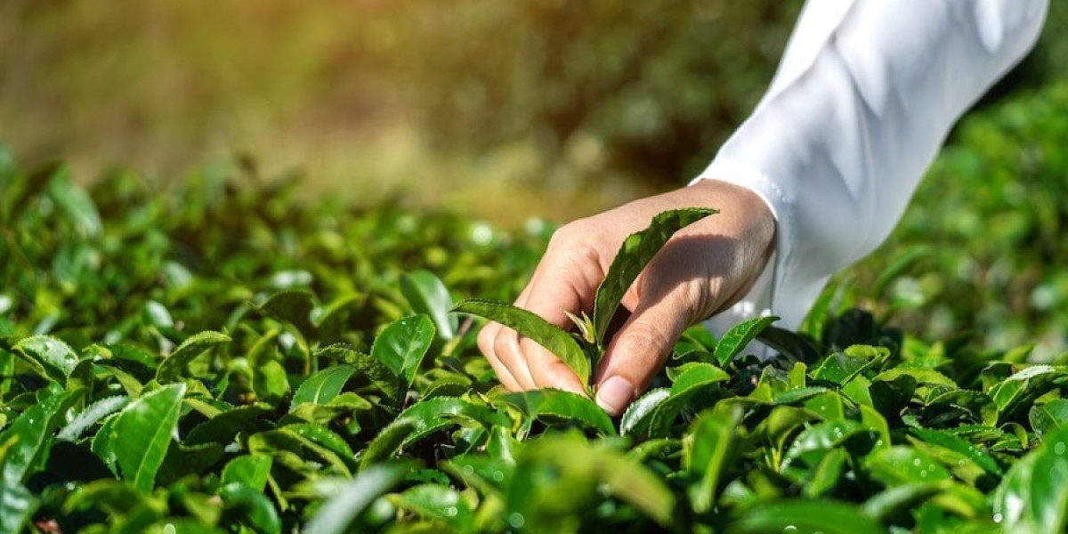 Exploring the Plan for Tea Processing Plant Project: Detailed Report by IMARC Group